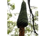 13_tree